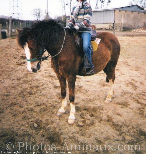 Photo de Poney franais de selle