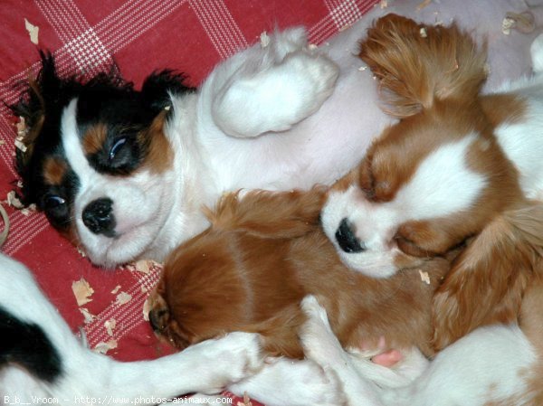 Photo de Cavalier king charles spaniel