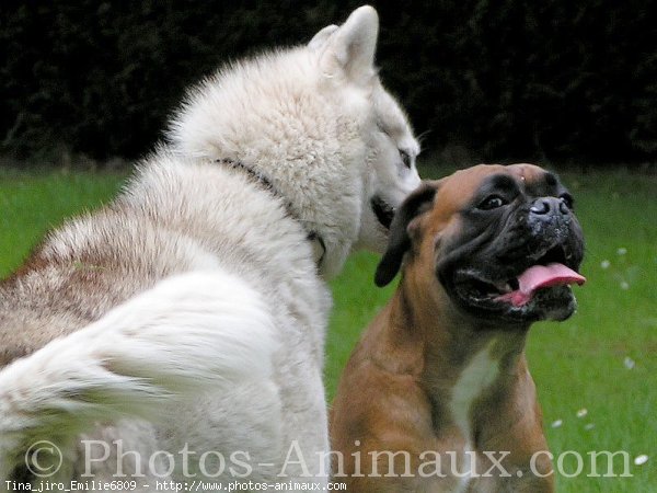 Photo de Races diffrentes