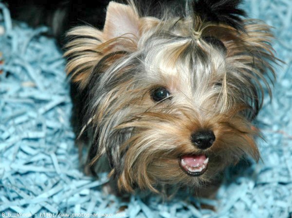 Photo de Yorkshire terrier