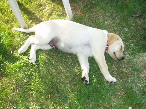 Photo de Labrador retriever