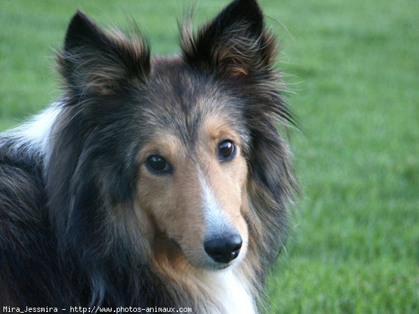 Photo de Chien de berger des shetland