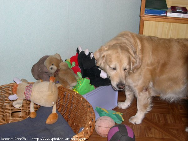 Photo de Golden retriever