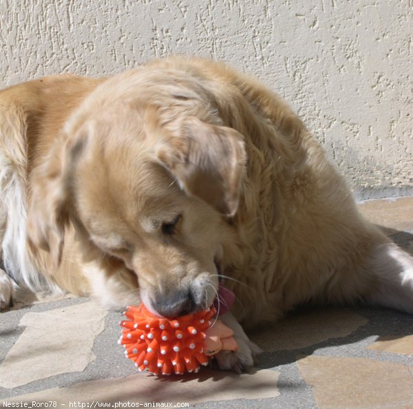 Photo de Golden retriever