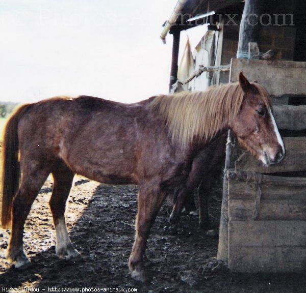 Photo de Poney franais de selle