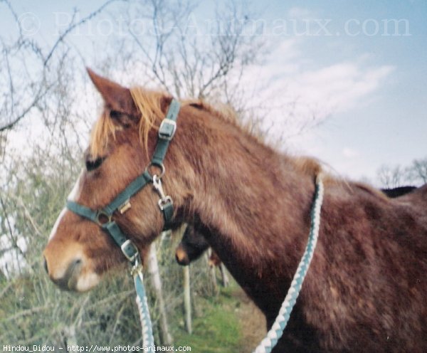 Photo de Poney franais de selle