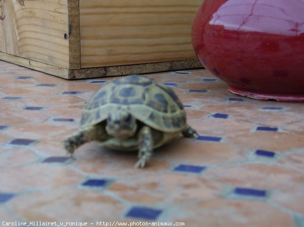 Photo de Tortue