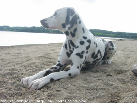 Photo de Dalmatien