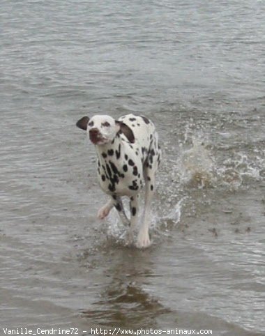 Photo de Dalmatien