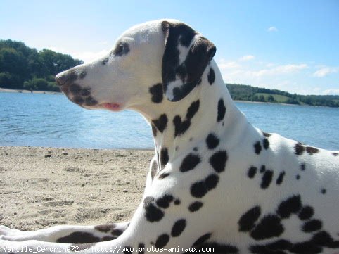 Photo de Dalmatien