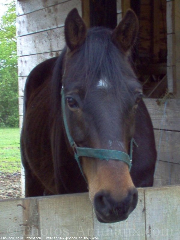 Photo de Trotteur franais