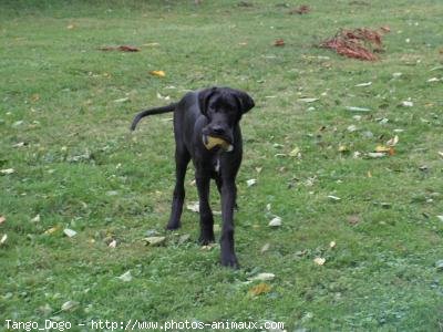 Photo de Dogue allemand