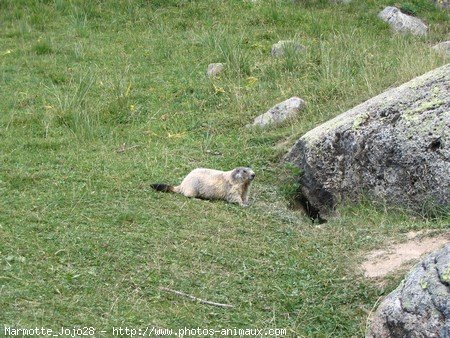 Photo de Marmotte