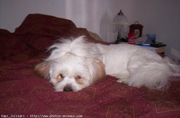 Photo de Lhassa apso