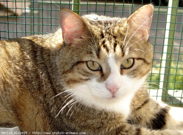 Photo de Chat domestique