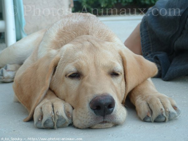 Photo de Labrador retriever