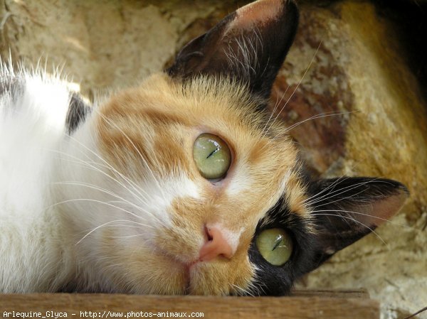 Photo de Chat domestique