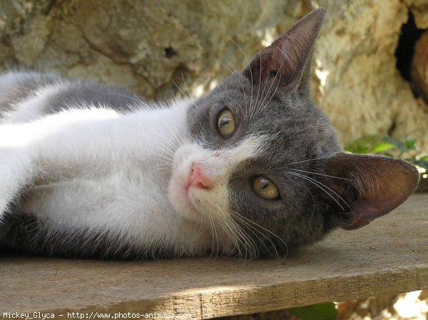 Photo de Chat domestique