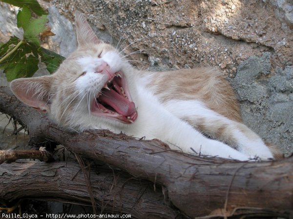 Photo de Chat domestique