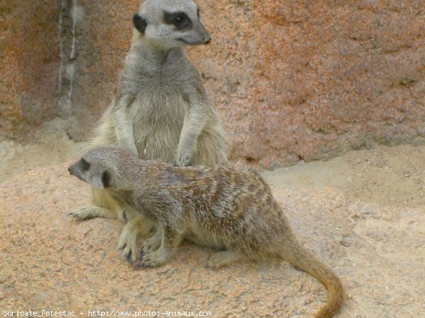 Photo de Suricate