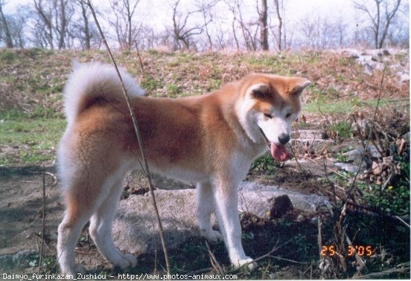 Photo d'Akita inu