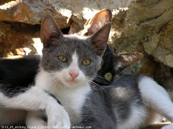 Photo de Chat domestique