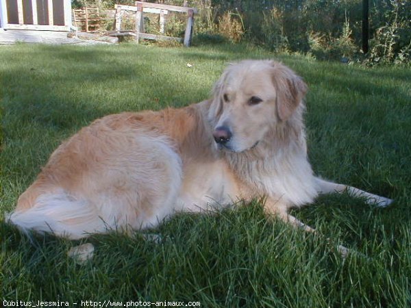 Photo de Golden retriever