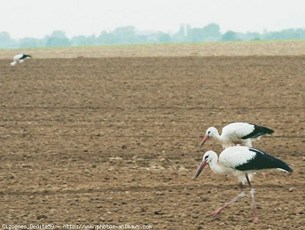 Photo de Cigogne