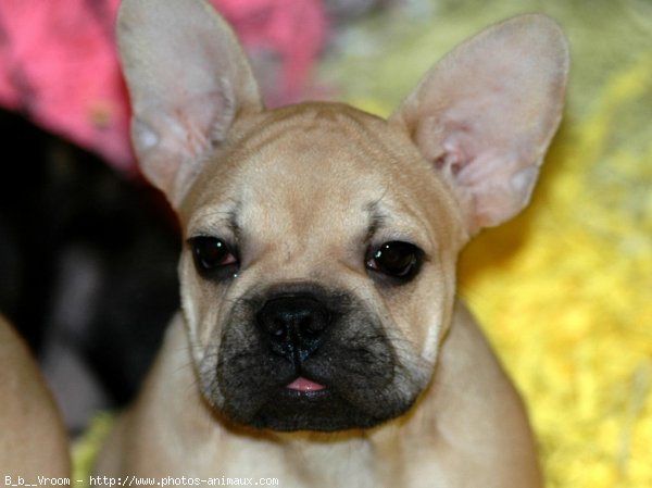 Photo de Bouledogue franais