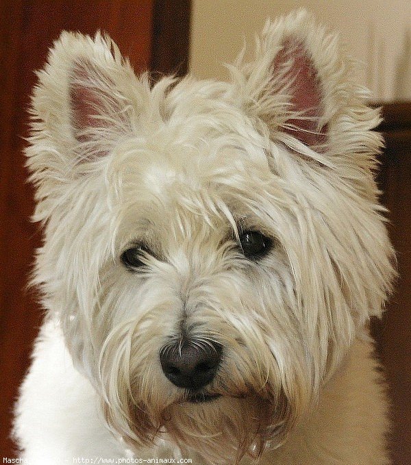 Photo de West highland white terrier