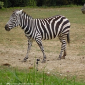 Photo de Zebre