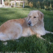 Photo de Golden retriever