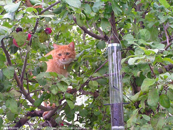 Photo de Chat domestique