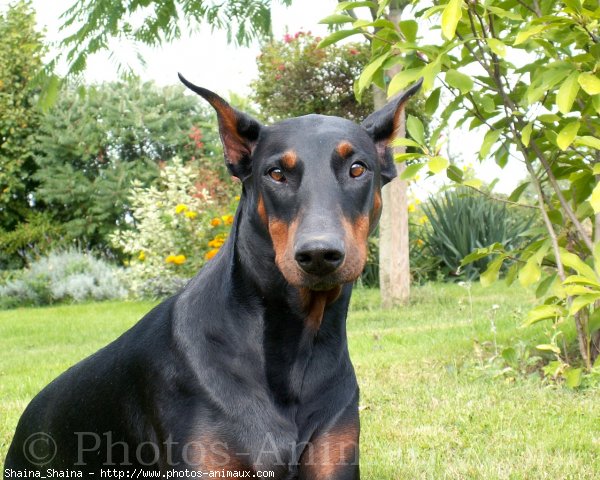 Photo de Dobermann