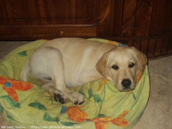 Photo de Labrador retriever