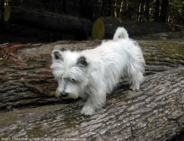 Photo de West highland white terrier