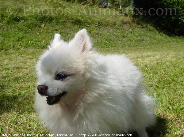 Photo de Spitz moyen