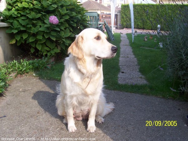 Photo de Golden retriever