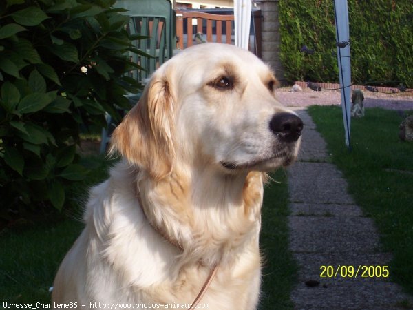 Photo de Golden retriever