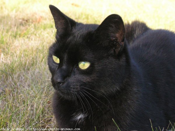 Photo de Chat domestique