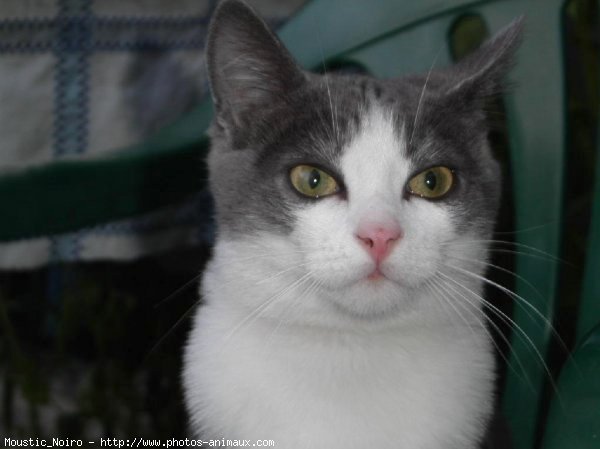 Photo de Chat domestique