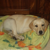 Photo de Labrador retriever