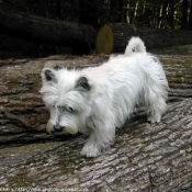 Photo de West highland white terrier