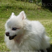 Photo de Spitz moyen