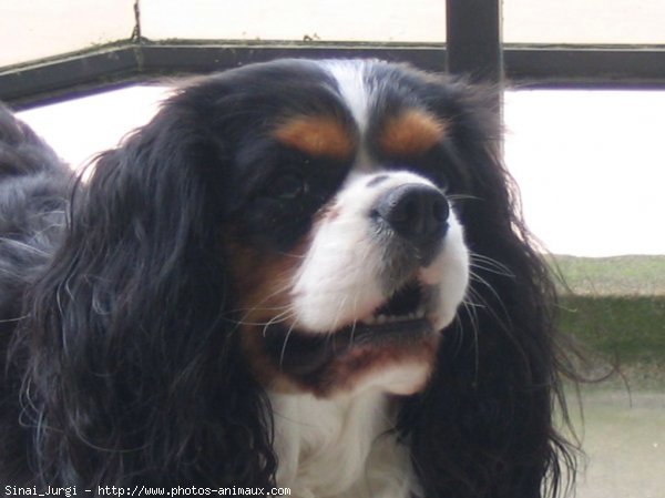 Photo de Cavalier king charles spaniel