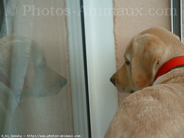 Photo de Labrador retriever