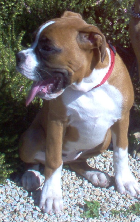 Photo de Boxer