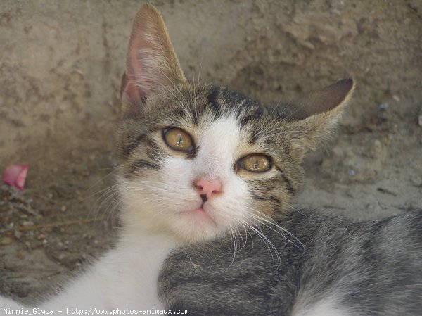 Photo de Chat domestique