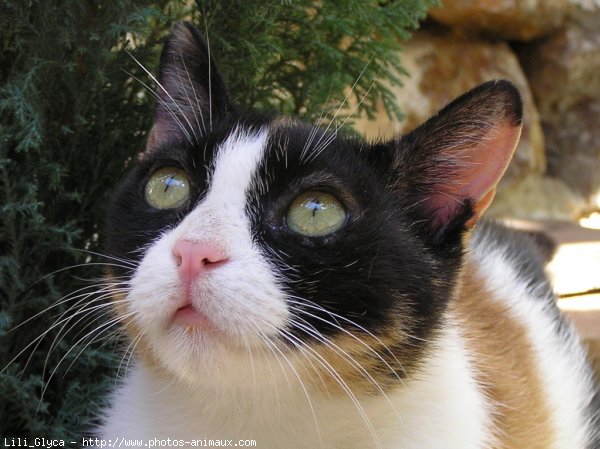 Photo de Chat domestique