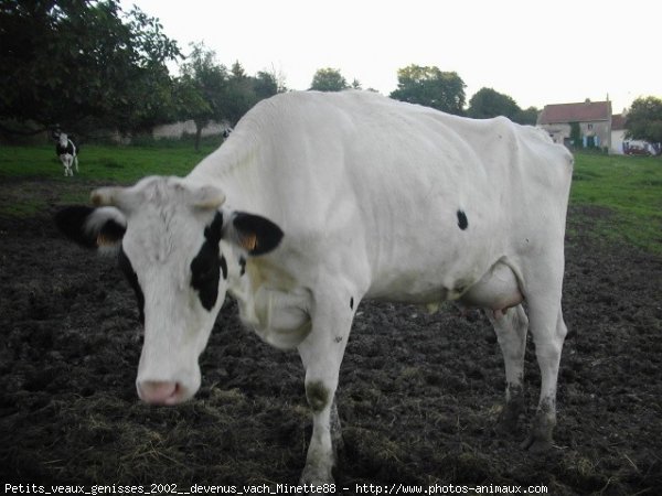 Photo de Vache